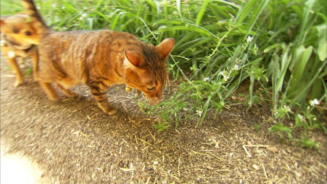 一只玩具猫和小狗沿着小路走。视频素材