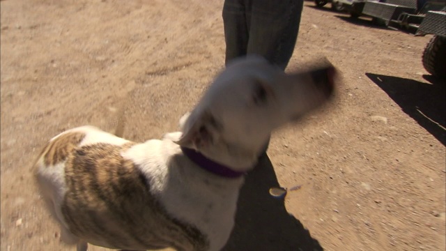 宠物主人用食物引诱一只比特犬。视频素材