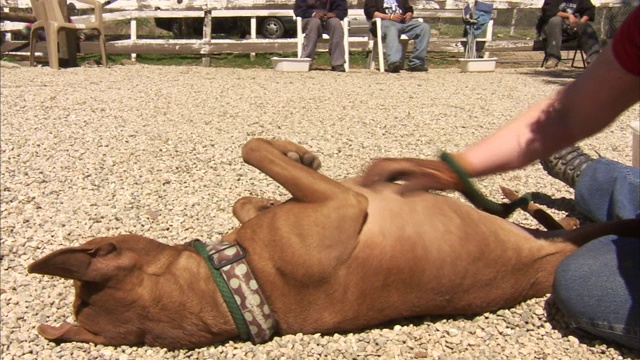 一只比特犬喜欢被它的主人抓挠。视频素材