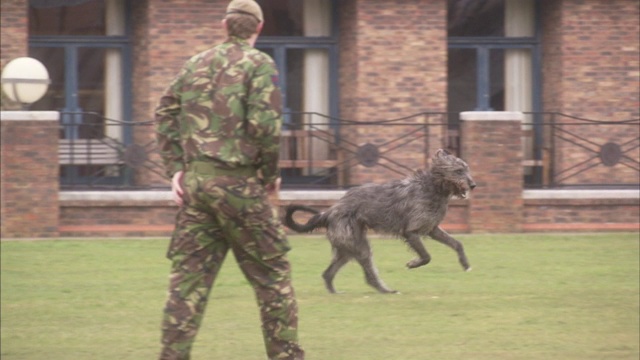 一位宠物主人和他精力充沛的爱尔兰猎犬玩耍。视频素材