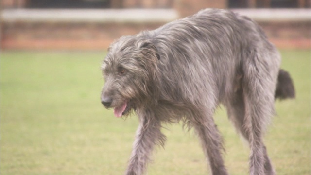 一只爱尔兰猎狼犬绕着院子飞奔。视频素材