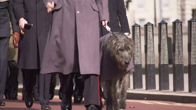 一只爱尔兰猎狼犬穿着披风和穿着考究的人一起行进。视频素材