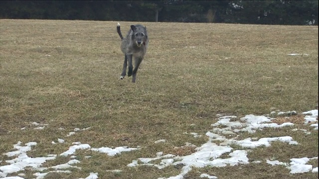 爱尔兰猎狼围绕着田野奔跑。视频素材