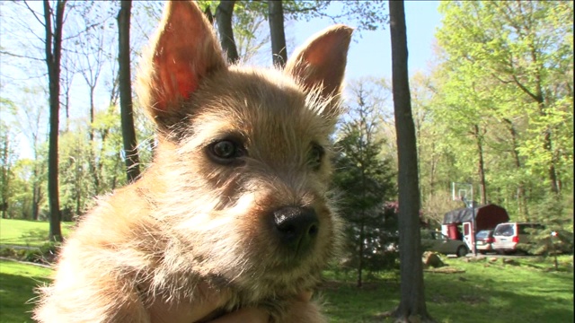 一只好奇的诺里奇梗犬在院子里四处张望。视频素材