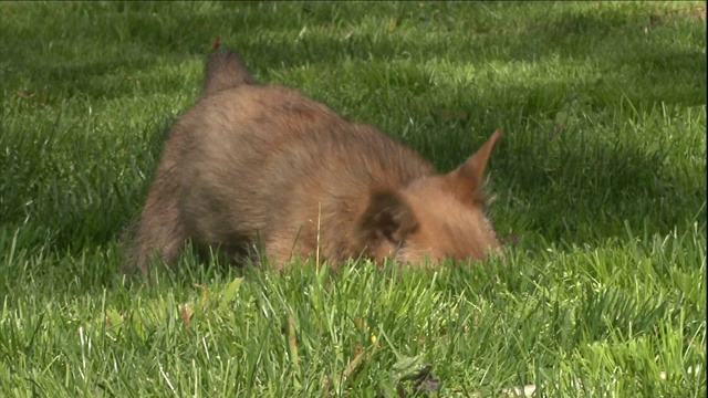 两只诺里奇梗犬在院子里嗅和挖。视频素材