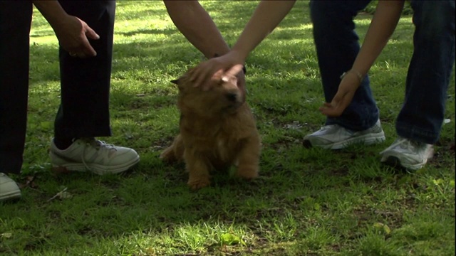 诺里奇梗犬通过吠叫来保护主人。视频素材