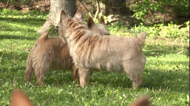 两只诺维奇梗犬用它们灵敏的鼻子互相打量着对方。视频素材