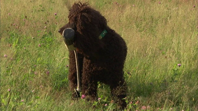 一位宠物主人正在和她的爱尔兰水猎犬进行检索训练。视频素材