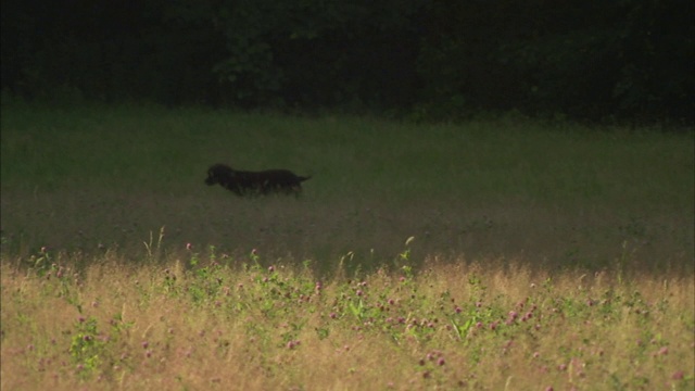 一只爱尔兰水猎犬在田野里捡起一个训练假人。视频素材