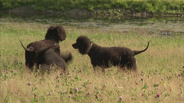 三只爱尔兰水猎犬在田野里玩耍。视频素材