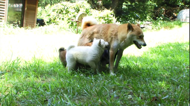 柴犬在院子里追着妈妈跑。视频素材