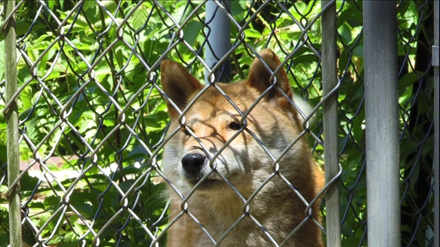 一只柴犬在篱笆后面兴奋地摇着尾巴。视频素材