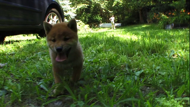 一只精力充沛的柴犬在院子里奔跑。视频素材