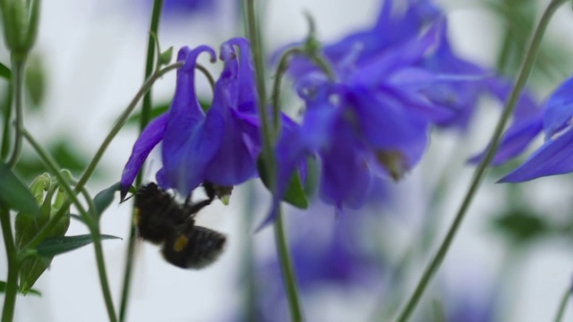 大黄蜂在水仙花上视频素材