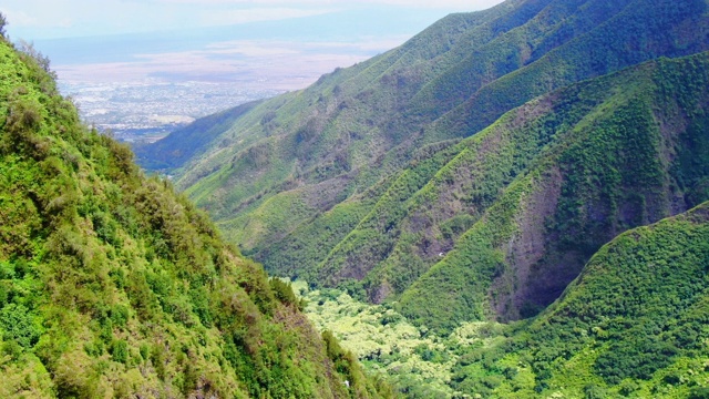 鸟儿在丛林山谷上空飞翔视频素材