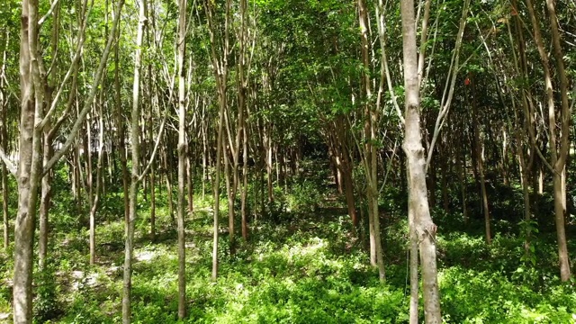 从橡胶树中提取天然乳胶的种植园。无人机的观点视频素材