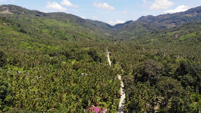 穿过椰子种植园的小路。泰国苏梅岛阳光明媚的日子里，穿过椰子树的公路。无人机的天堂山景观。在绿意中飞翔。森林砍伐。视频素材