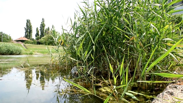 观水及水上植被视频素材