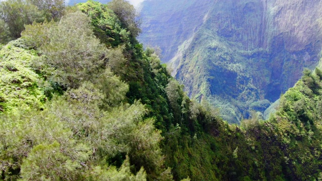 鸟儿在丛林山顶上空飞翔视频下载