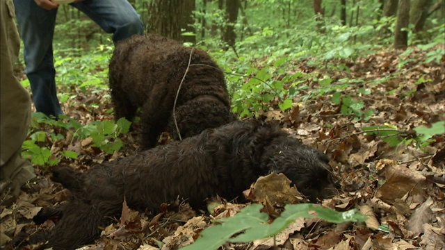 两只波伊金猎犬在一片森林地区的枯叶中搜寻。视频素材