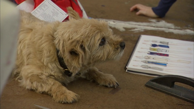 一位女士对坐在她桌子上的一只诺维奇梗犬表达了爱意。视频素材