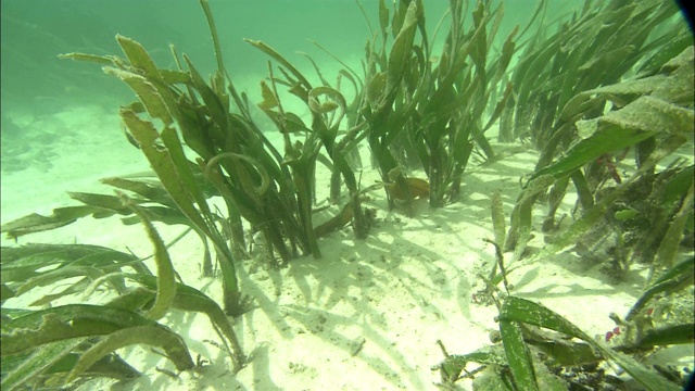 水生植物在洋流中摇摆。视频素材