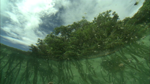 在帕劳海岸附近的浅水区可以看到水生植物。视频素材