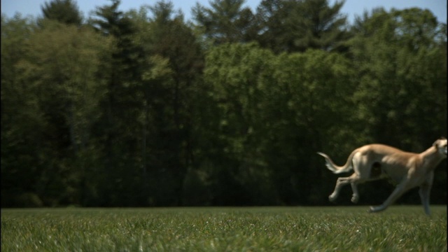 一只萨卢基犬在草地上奔跑。视频素材