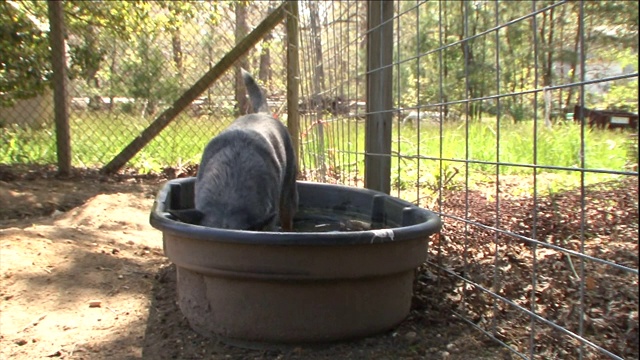 澳大利亚的牧牛犬在一池水中涉水。视频素材