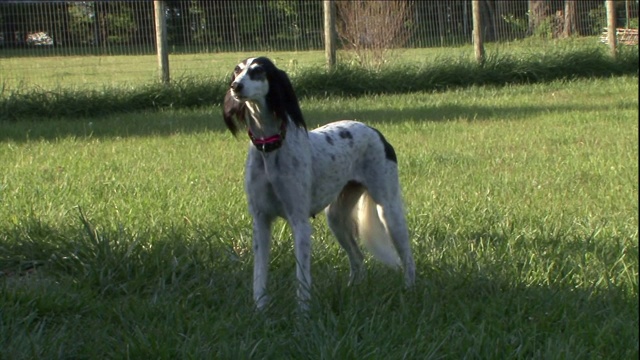 一只萨卢基犬站在长满草的院子里。视频素材