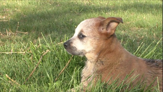 一只澳大利亚牧牛犬幼仔在另一只狗的注视下咬自己的尾巴。视频素材