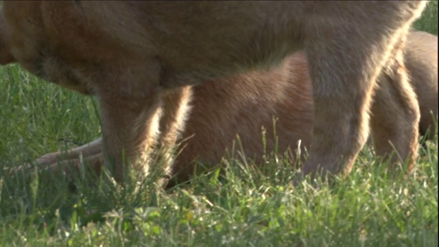 澳大利亚牧牛犬的幼犬在长满草的院子里嬉戏。视频素材