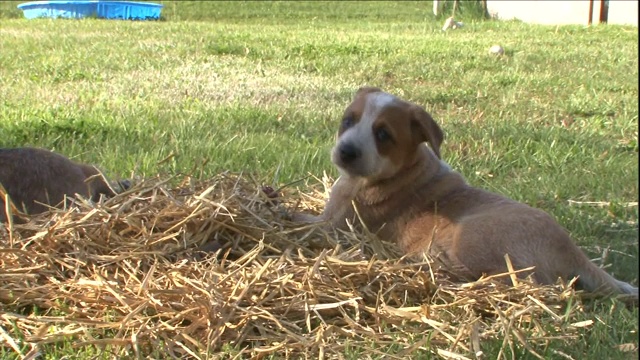 澳大利亚牛狗的幼犬在一堆稻草上玩耍。视频素材