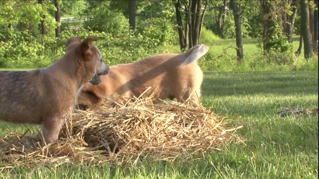 澳大利亚牧牛犬幼犬在一堆稻草上摔跤。视频素材