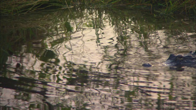 一只短吻鳄正缓慢地在Anhinga池塘里游动。视频素材