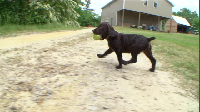 波伊金猎犬的小狗赛跑穿过草坪。视频素材