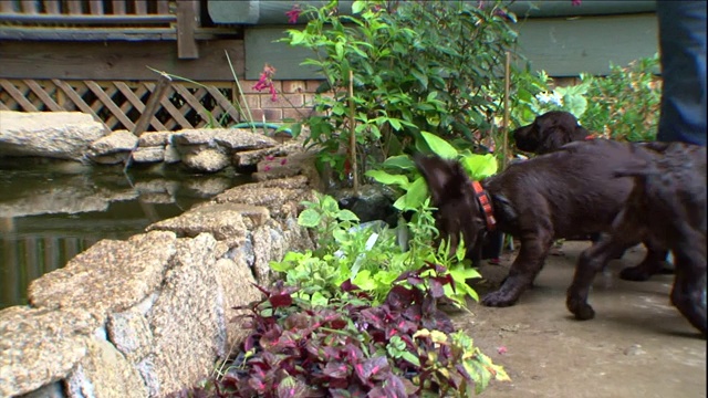 波伊金猎犬在后院的花园池塘里喝水。视频素材