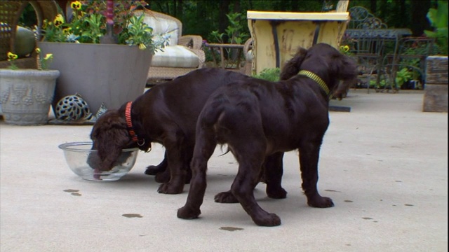 波伊金猎犬的小狗会和主人玩耍，然后用碗喝水。视频素材