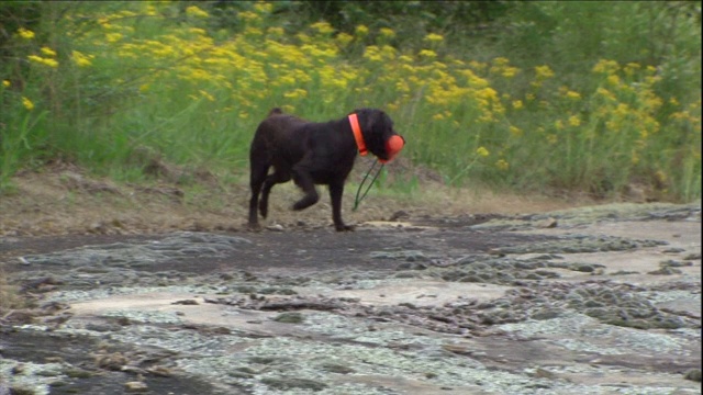 一只博伊金猎犬嘴里叼着一个橙色的玩具沿着树边跑。视频素材