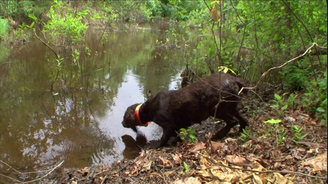 一只波伊金猎犬犹豫着要不要从岸边跳到池塘里。视频素材