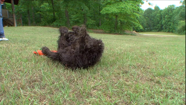 一只波伊金猎犬在一个橙色的玩具上翻滚。视频素材