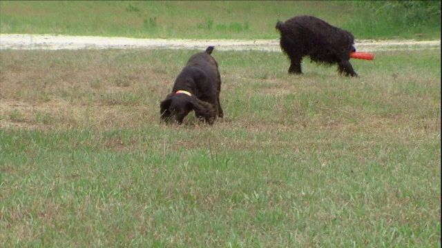 波伊金猎犬在公园里捡到一个橙色的玩具。视频素材