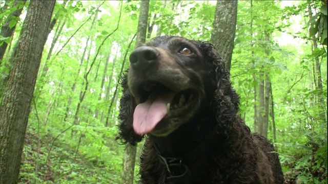 一条波伊金猎犬的裤子，站在森林里。视频素材