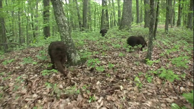 几只波伊金猎犬在森林里嗅着地面。视频素材