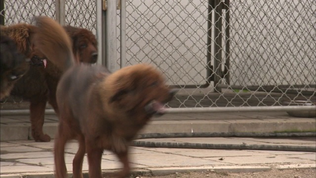 莱昂伯格犬在一个大围栏里互相追逐。视频素材