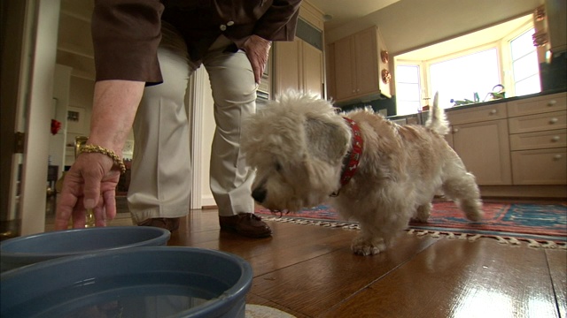 一位宠物主人在厨房里给一只丹迪·丁蒙梗犬喂食。视频素材