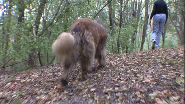 一只莱昂贝格尔犬跟随一个女人穿过森林。视频素材