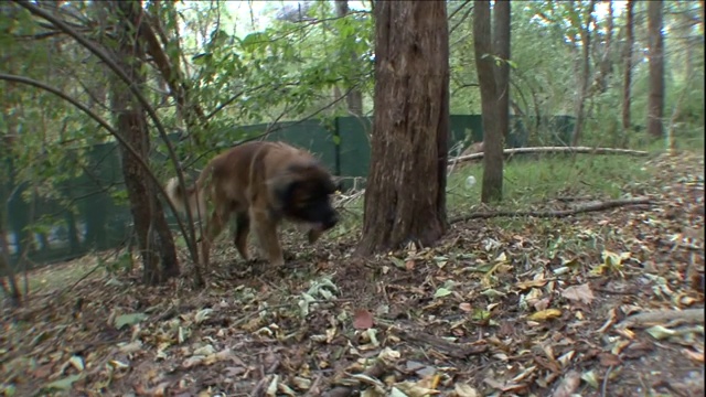 一只莱昂伯格犬在森林里嗅来嗅去。视频素材