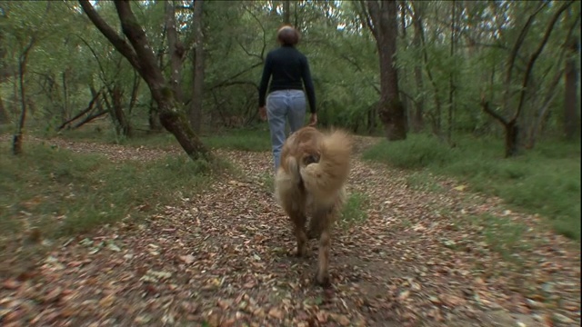 一只莱昂伯格犬在森林里沿着一条小路跟着主人。视频素材