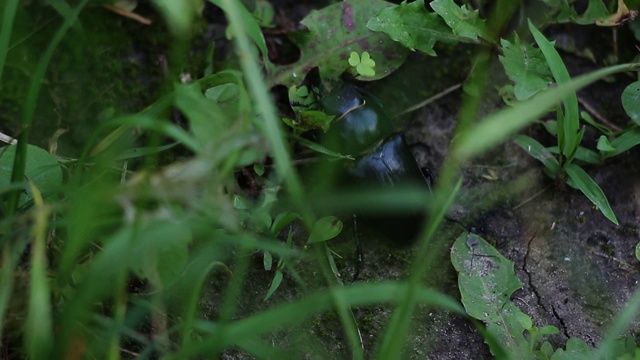 又黑又亮的大甲虫在花园的草丛里慢慢地爬着。夏日草地上的昆虫视频素材